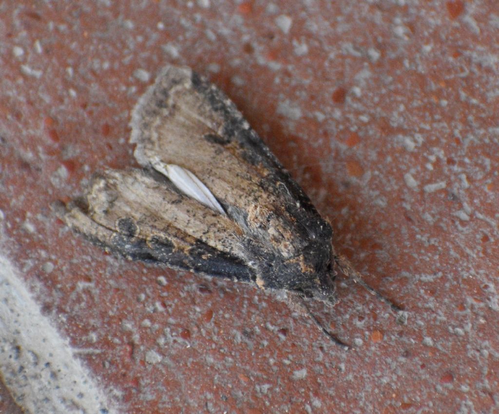 Noctuidae: Peridroma saucia